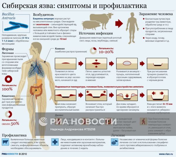 Сибирская язва: симптомы и профилактика
