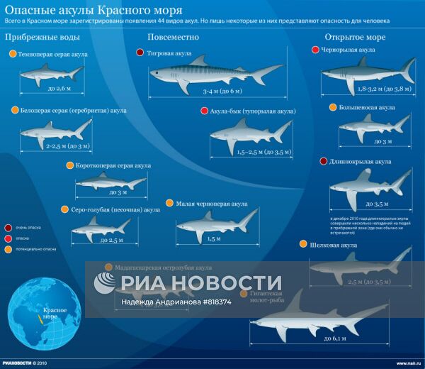 Опасные акулы Красного моря