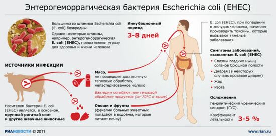 Энтерогеморрагическая бактерия Escherichia coli (EHEC)