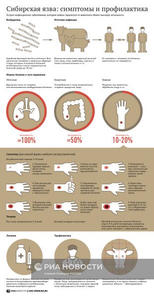 Сибирская язва: симптомы и профилактика