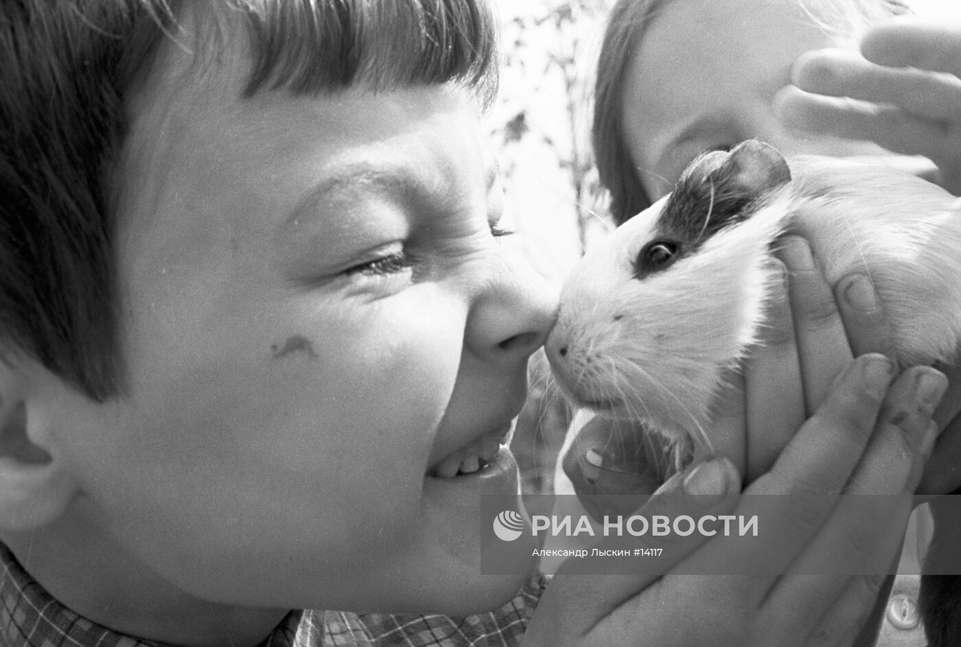 ДЕТИ МОРСКАЯ СВИНКА