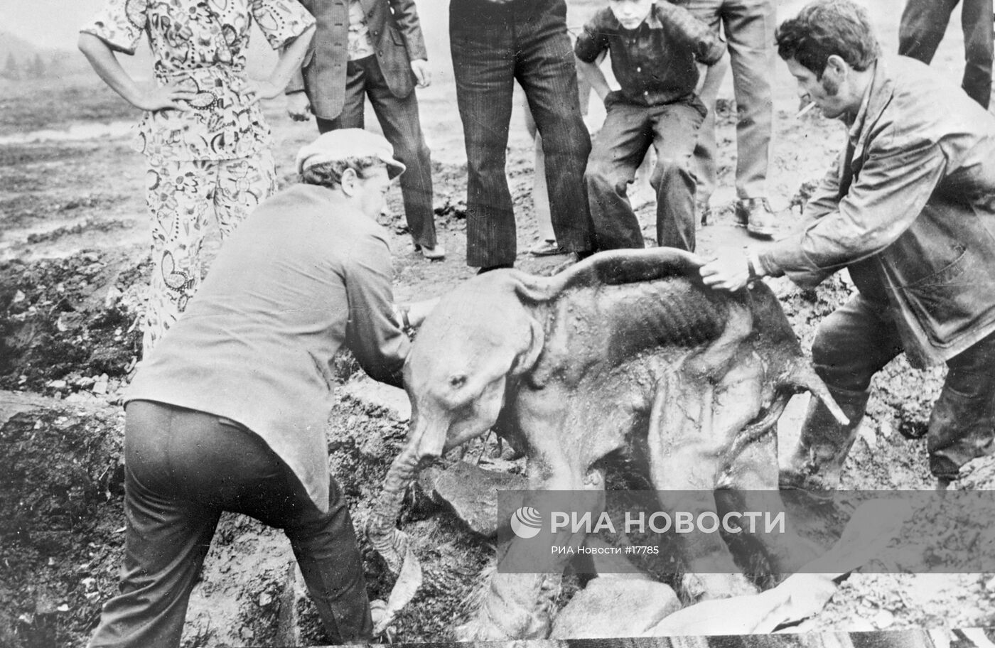 ТУША МАМОНТ УЧЕНЫЕ