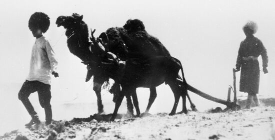 ПАХОТА ТУРКМЕНИЯ