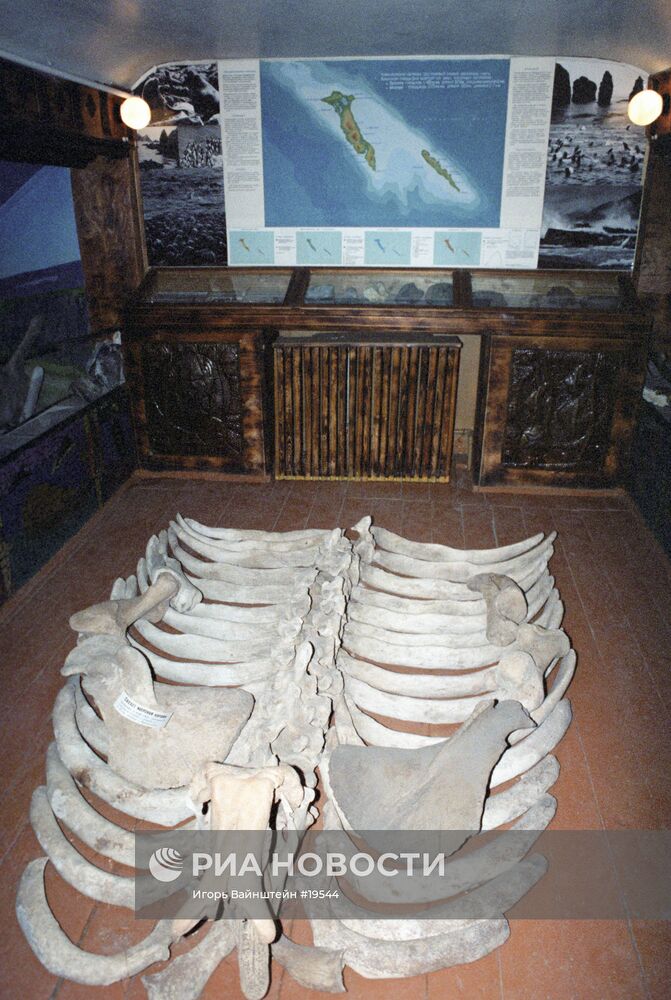 Скелет коровы Стеллера