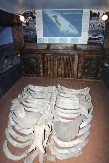 Скелет коровы Стеллера