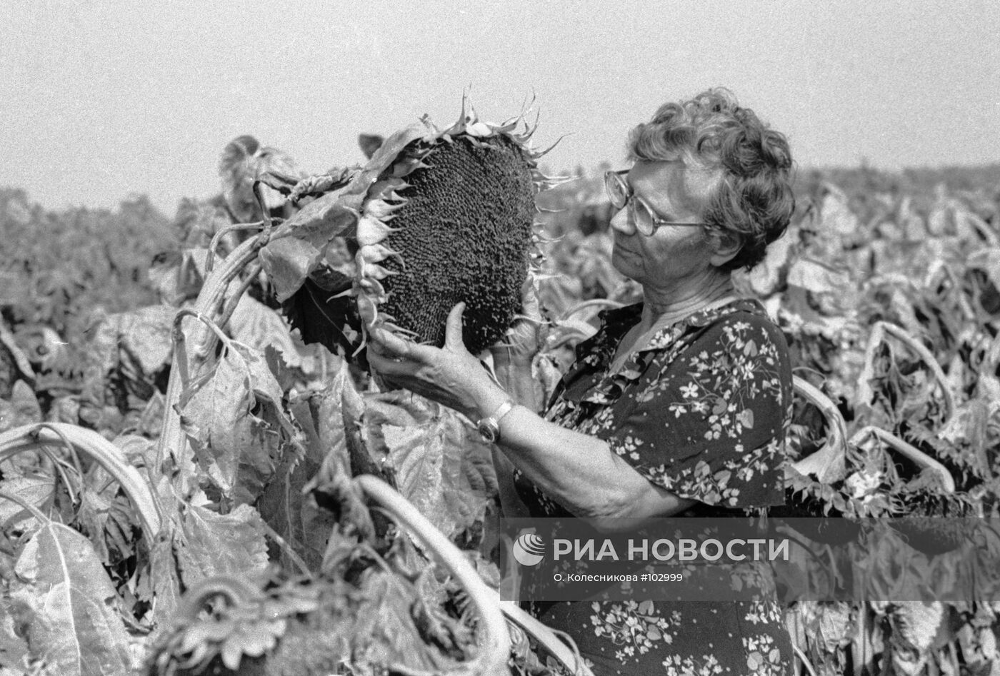 ПУСТОВОЙТ ПОДСОЛНЕЧНИК ПОЛЕ