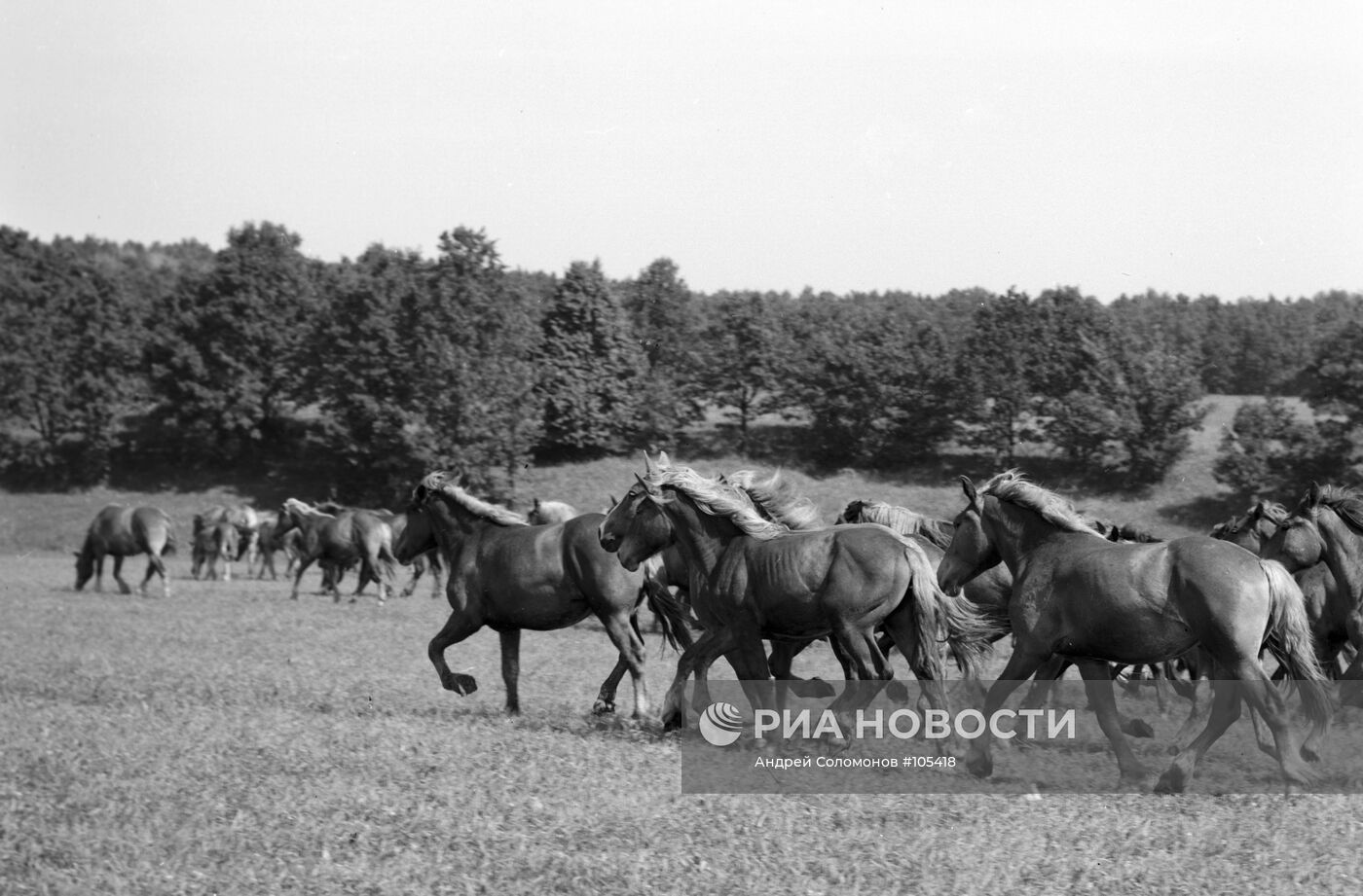 "СОВЕТСКИЙ ТЯЖЕЛОВОЗ" ЛОШАДИ