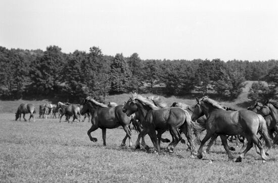 "СОВЕТСКИЙ ТЯЖЕЛОВОЗ" ЛОШАДИ