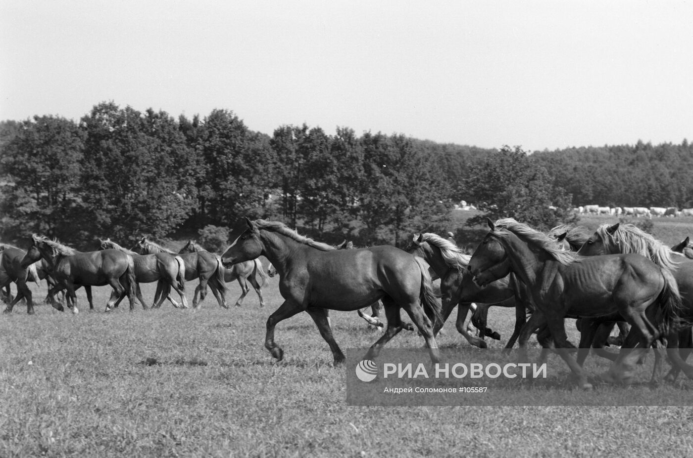 КОНИ ПЛЕМЕННОЕ СТАДО