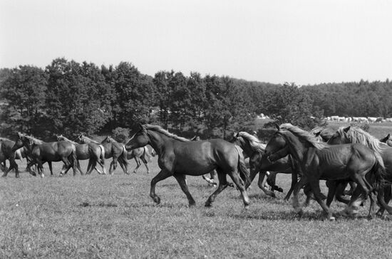 КОНИ ПЛЕМЕННОЕ СТАДО