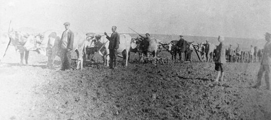 КОЛХОЗ "РАДЯНСКА УКРАИНА" ПОГОНЩИКИ ВОЛОВ