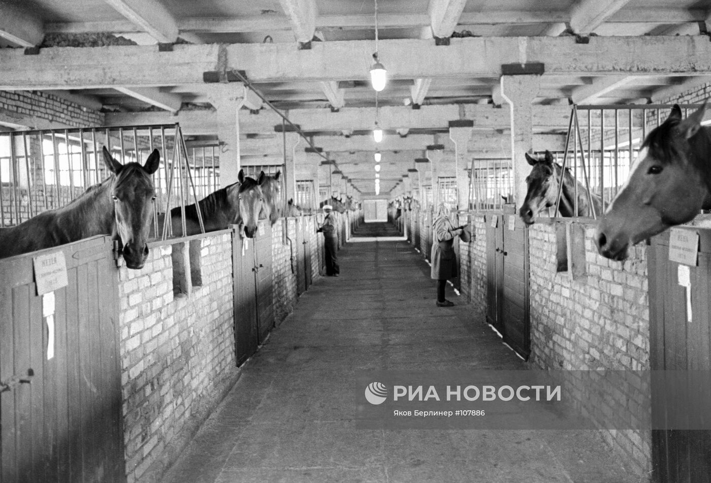 ЛОШАДИ КОНЮШНЯ СПОРТ