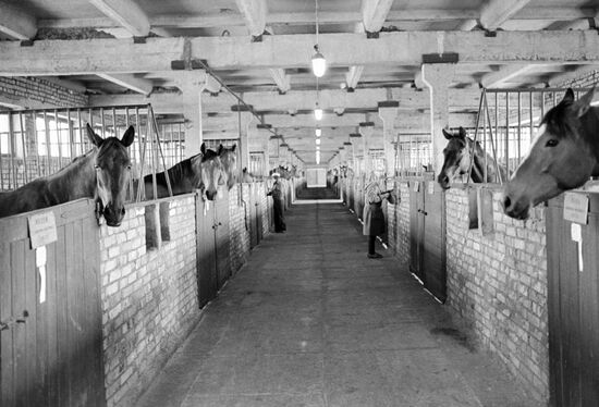 ЛОШАДИ КОНЮШНЯ СПОРТ