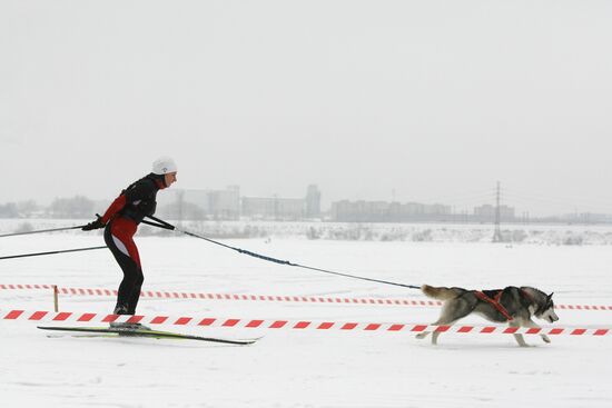 Рождественский заезд на собачьих упряжках