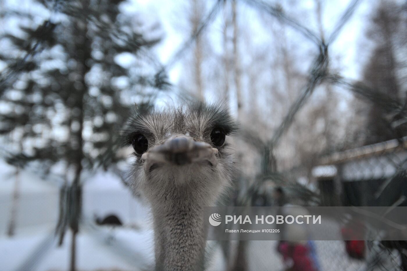 Зимний отдых горожан в ЦПКиО им. Маяковского в Екатеринбурге