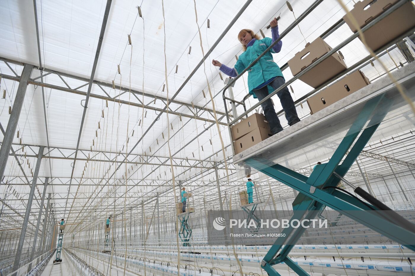 Работа комбината "Тепличное" в Свердловской области