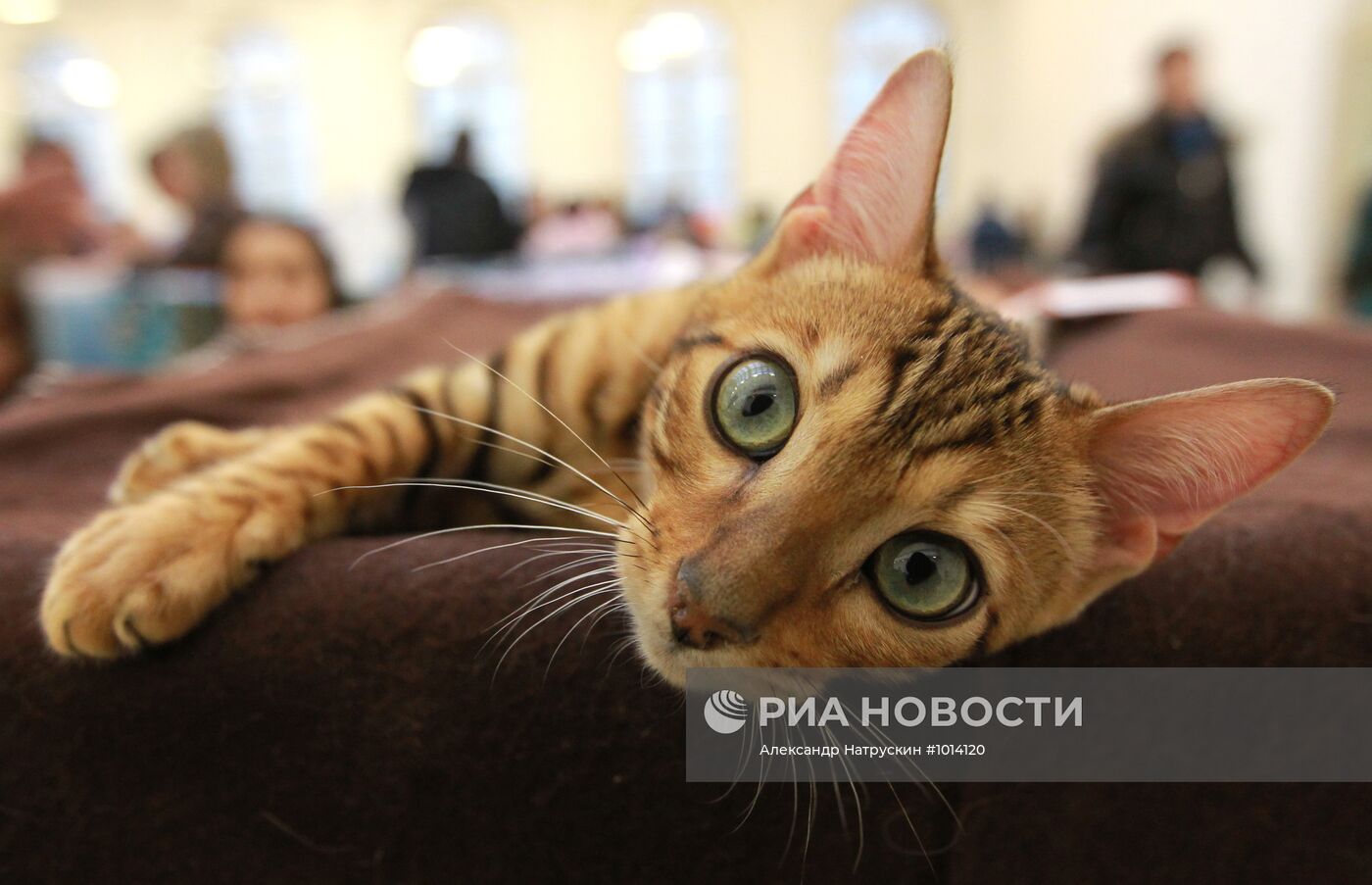 Выставка кошек "Зимний альянс-2012"