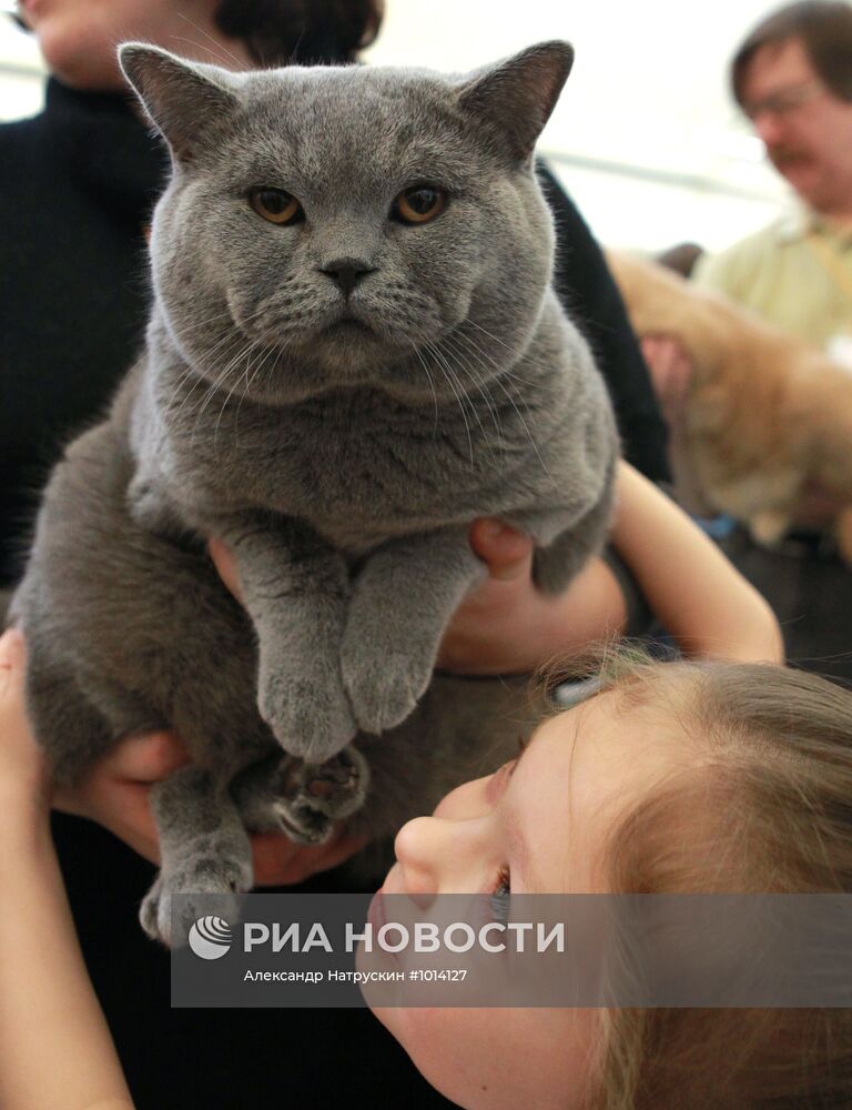 Выставка кошек "Зимний альянс-2012"
