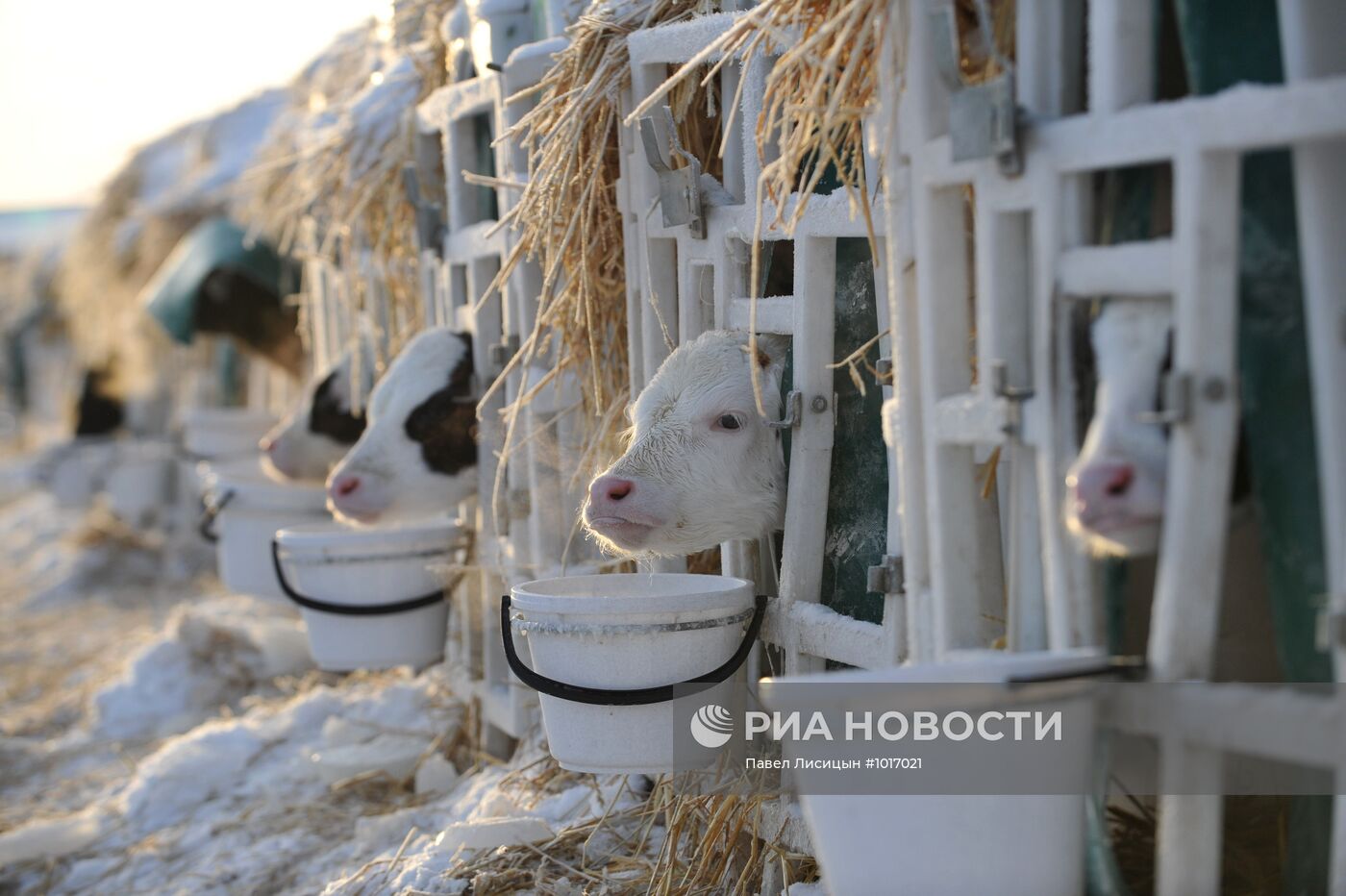 Работа агрофирмы "Патруши" в Свердловской области