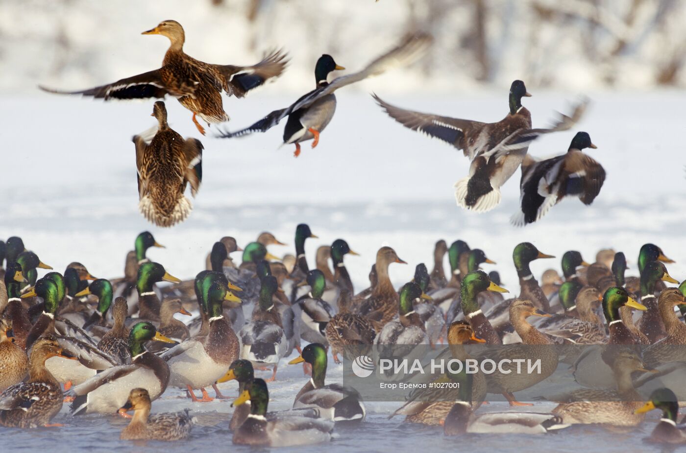 Зимовка птиц на водоеме в окрестностях Минска