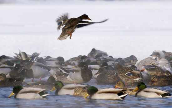 Зимовка птиц на водоеме в окрестностях Минска