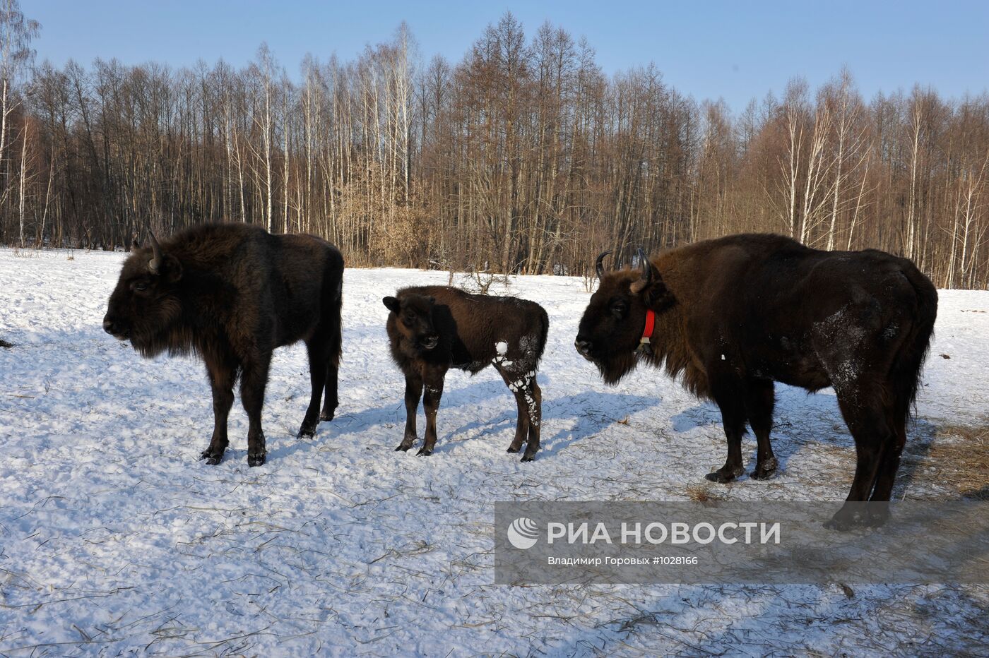 Зубры в природном биосферном заповеднике "Брянский лес"