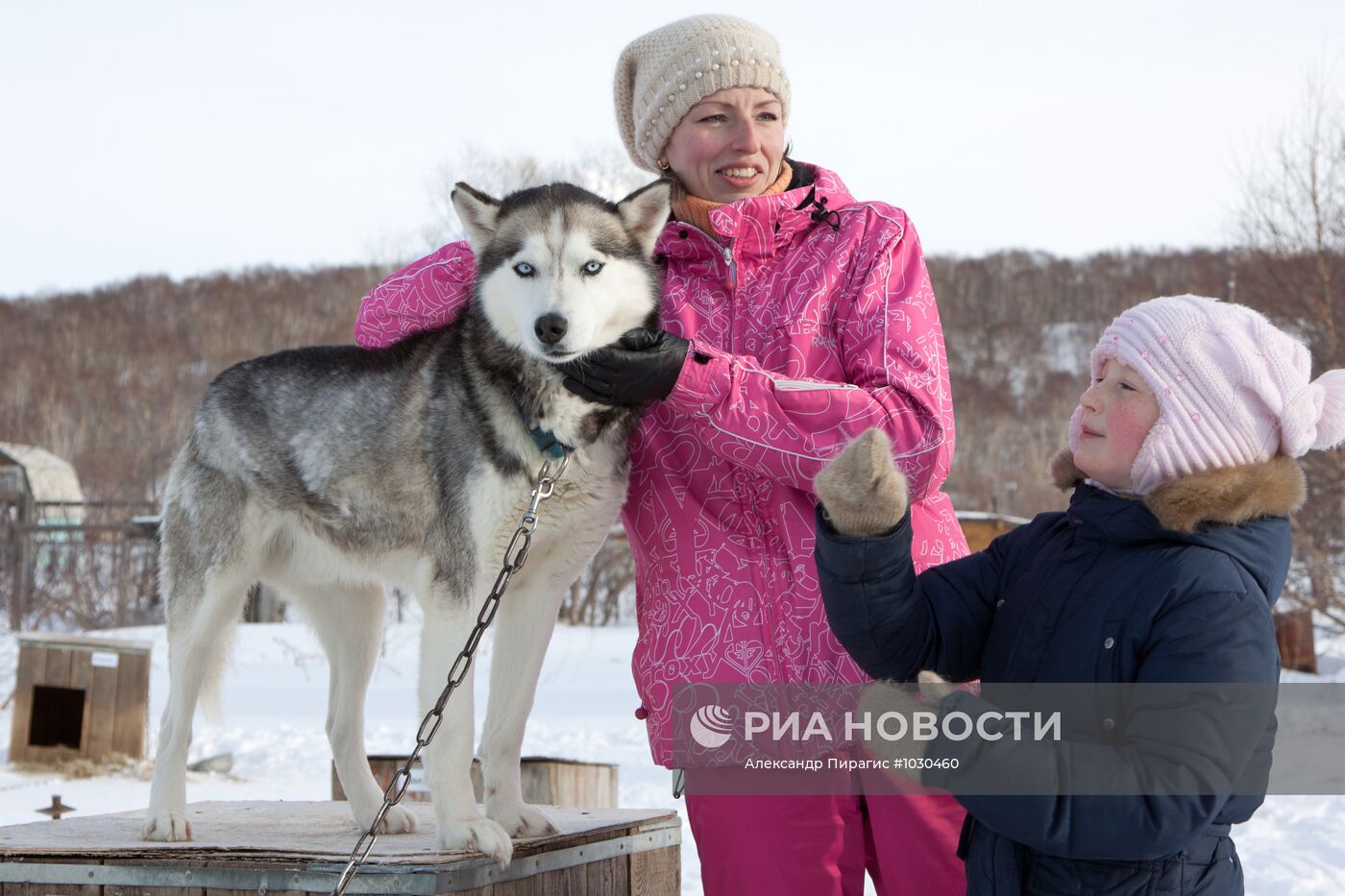 Питомник камчатских ездовых собак "Сибирский клык"