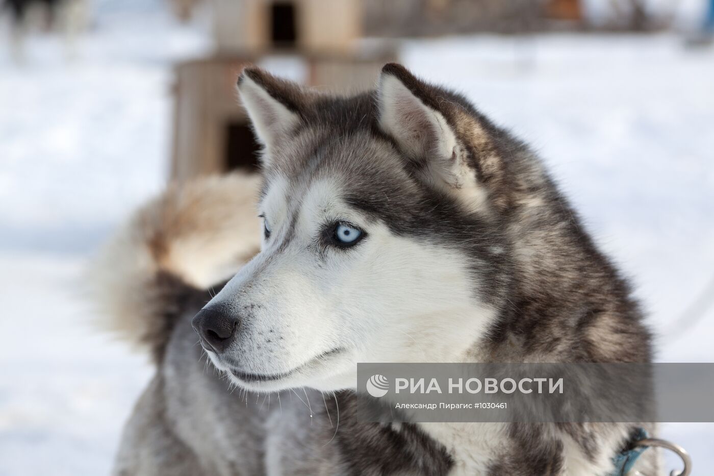 Питомник камчатских ездовых собак "Сибирский клык"