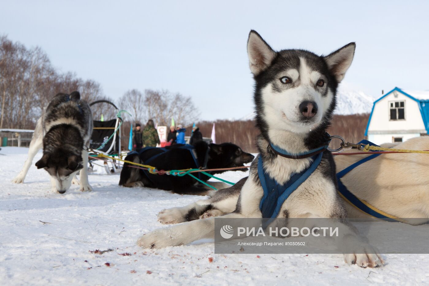 Питомник камчатских ездовых собак "Сибирский клык"