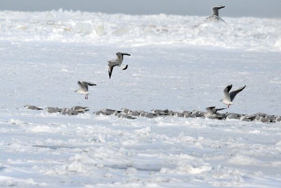 Аномальные морозы в Дагестане