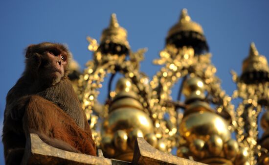 Зарубежные страны. Непал