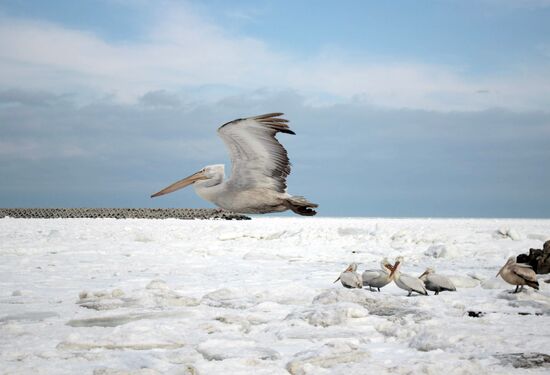 Зимовка пеликанов в порту Махачкалы