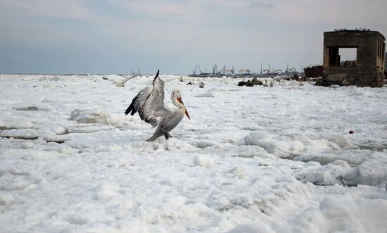 Зимовка пеликанов в порту Махачкалы