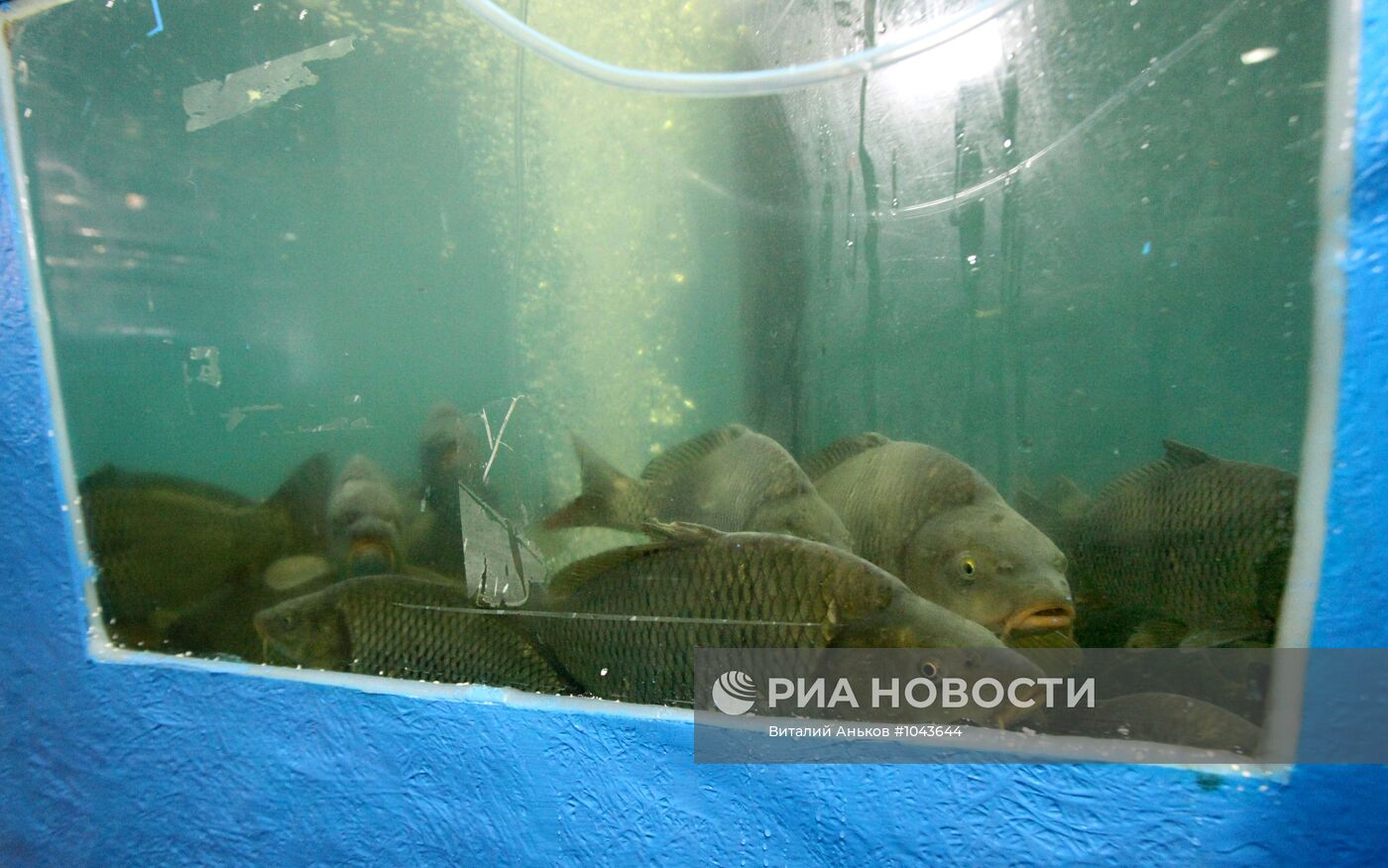 Строительство "Приморского океанариума" на острове Русский