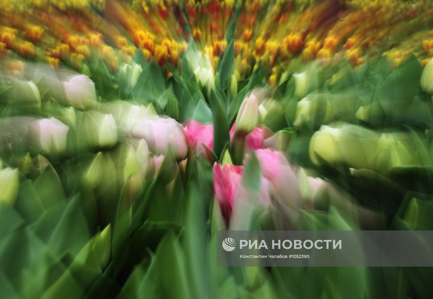 Срез тюльпанов в агрохозяйстве в Великом Новгороде