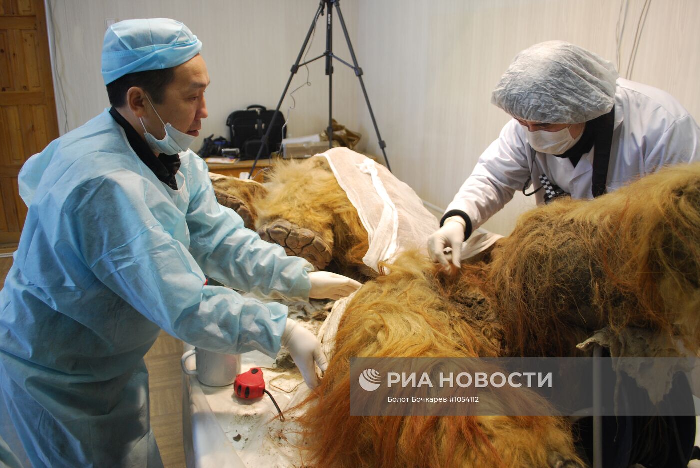 В Якутске палеонтологи исследуют мамонтенка Юку