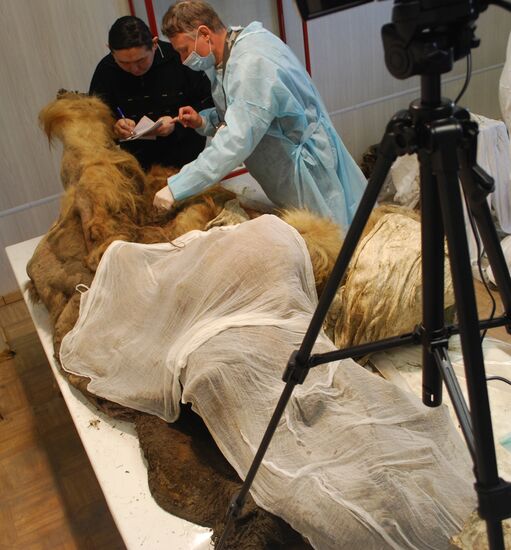 В Якутске палеонтологи исследуют мамонтенка Юку