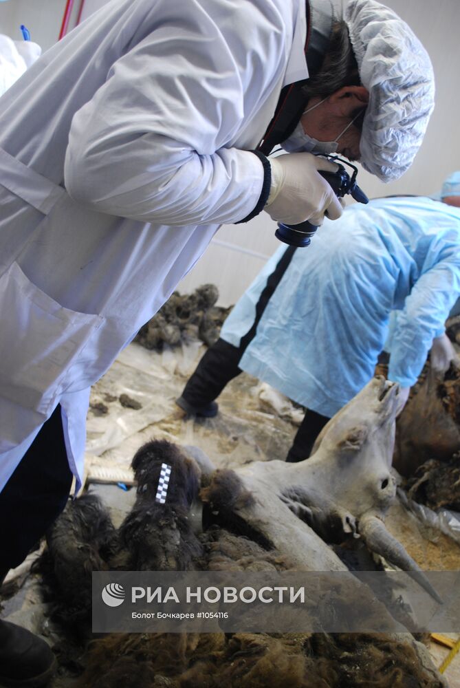 В Якутске палеонтологи исследуют древнего бизона