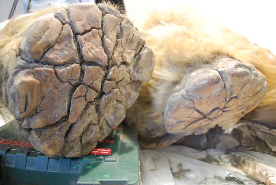 В Якутске палеонтологи исследуют мамонтенка Юку