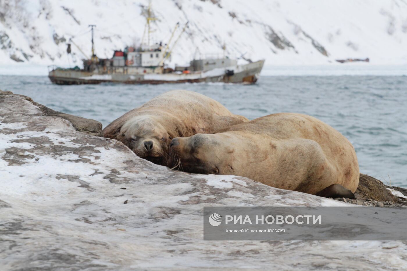 Лежбище морских котиков в Петропавловске-Камчатском