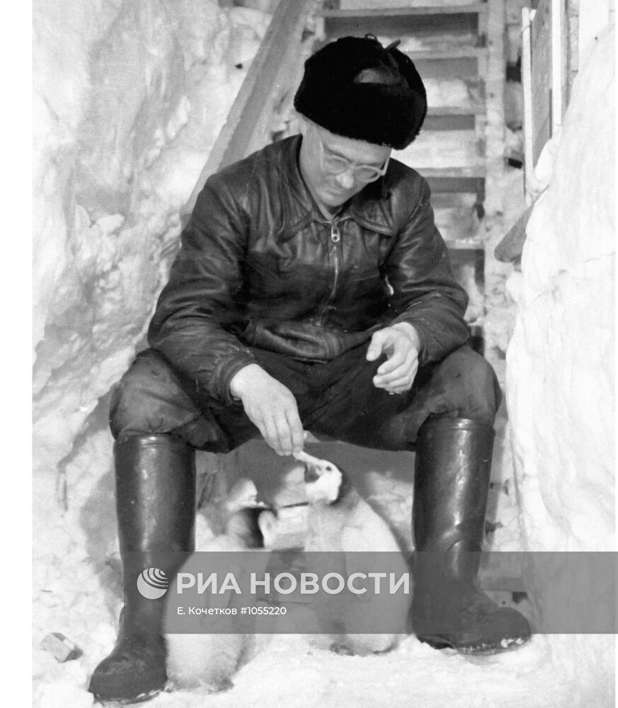 Географ советской южноширотной экспедиции в Антарктиде кормит пи