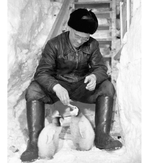 Географ советской южноширотной экспедиции в Антарктиде кормит пи