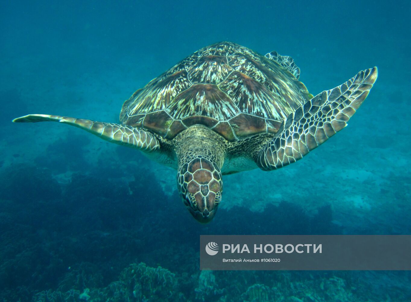 Морская черепаха в Андаманском море у Симиланских островов