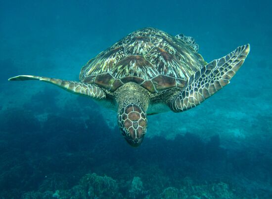 Морская черепаха в Андаманском море у Симиланских островов