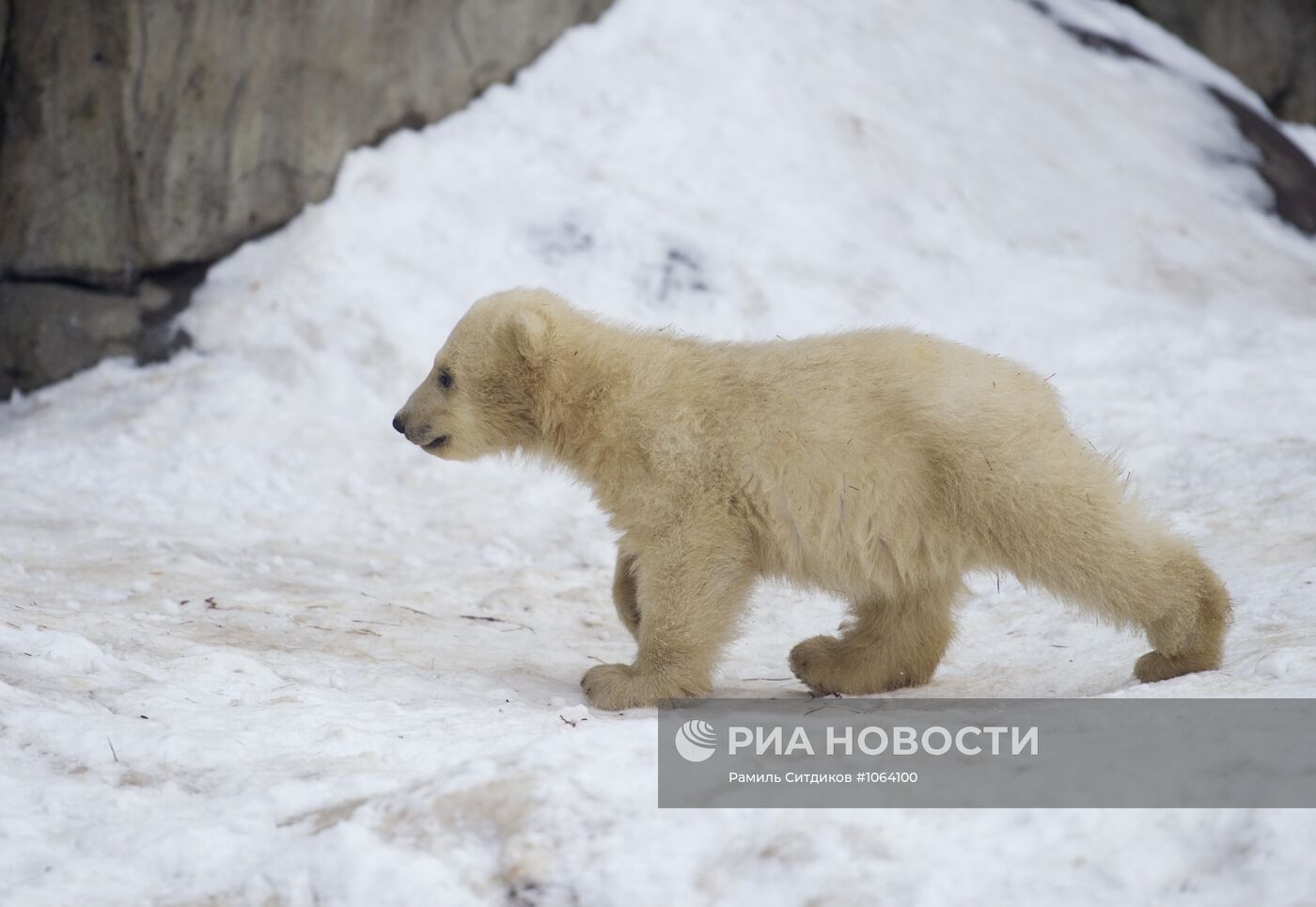 Новорожденные белые медвежата в Московском зоопарке