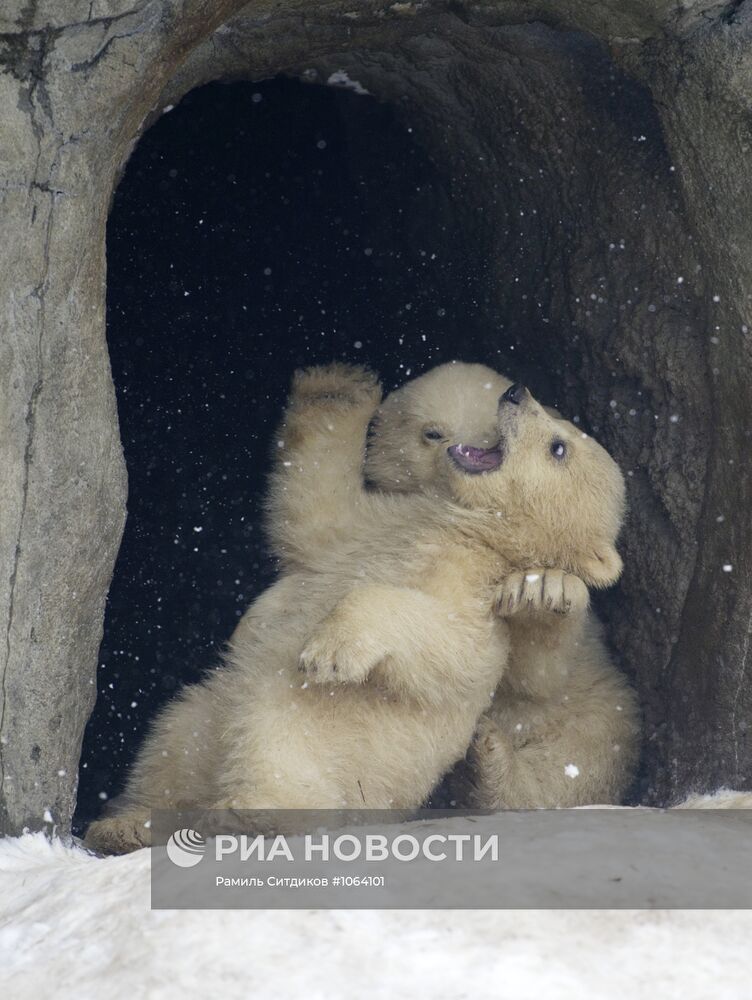 Новорожденные белые медвежата в Московском зоопарке