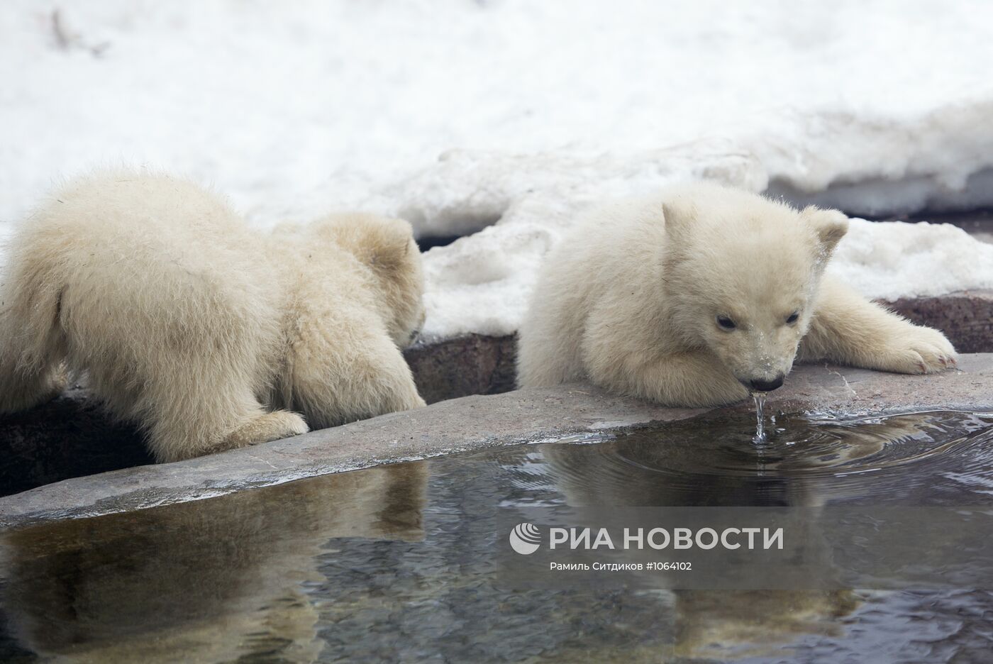 Новорожденные белые медвежата в Московском зоопарке