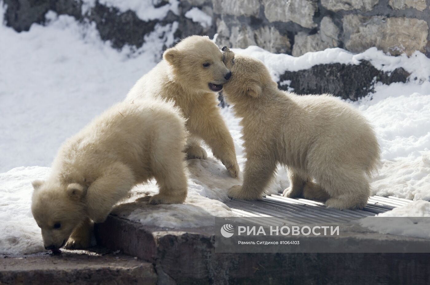 Новорожденные белые медвежата в Московском зоопарке