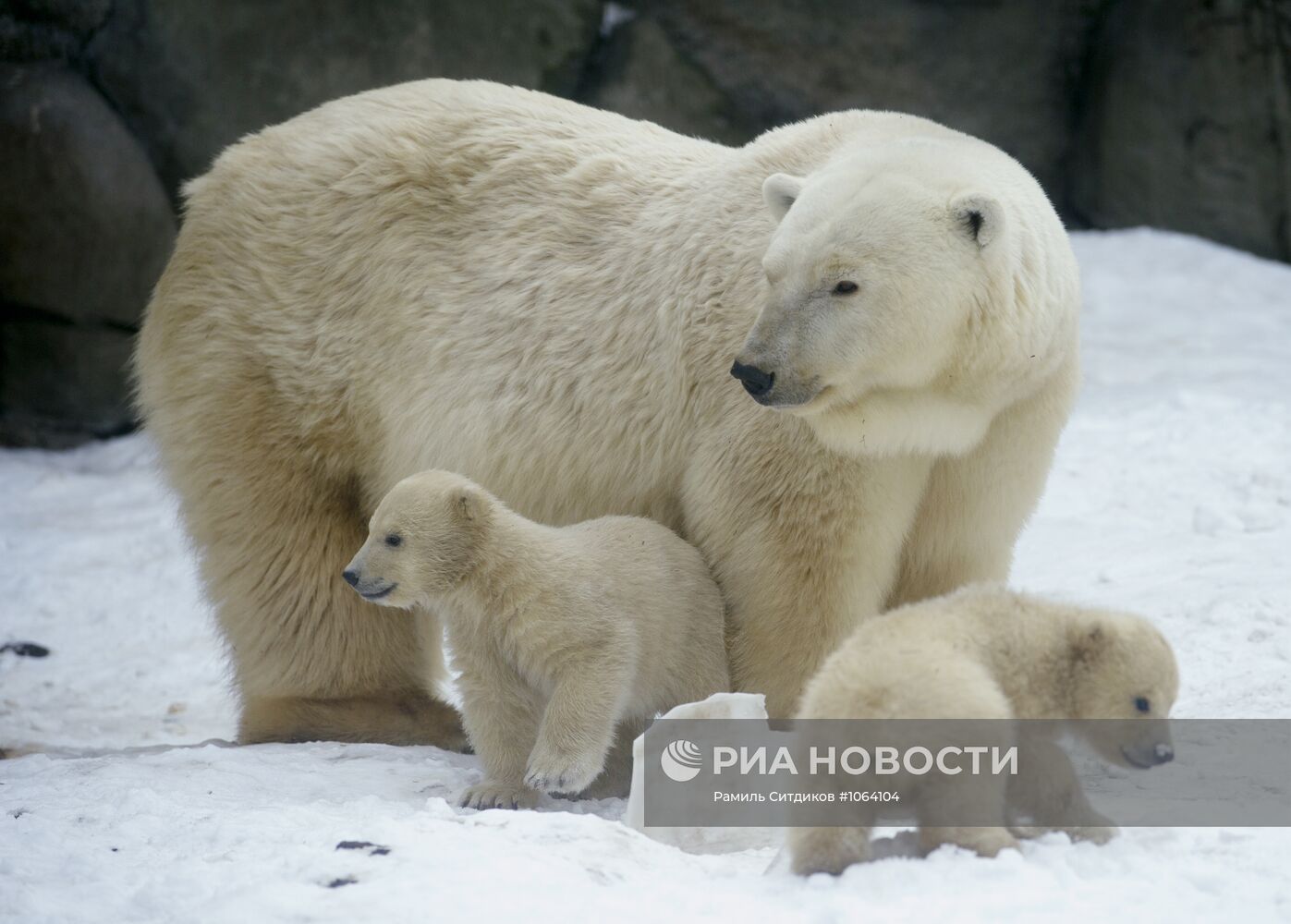 Новорожденные белые медвежата в Московском зоопарке