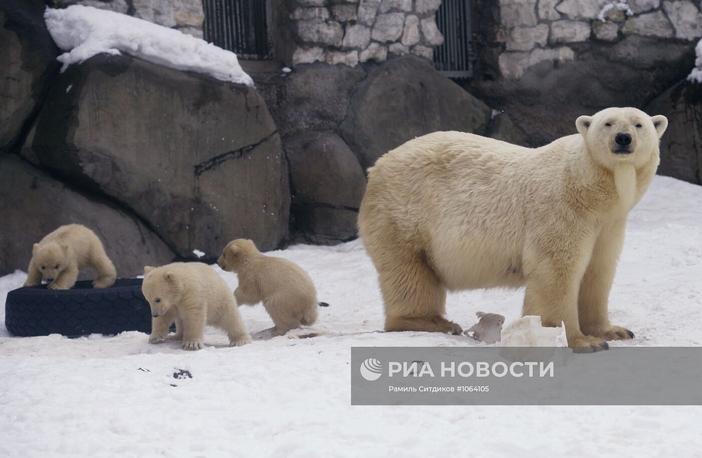 Новорожденные белые медвежата в Московском зоопарке